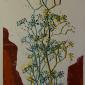 Fenchel